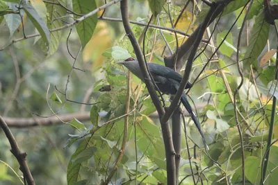 Green-billed Malkoha perched among dense vegetation in Manas National Park, Assam, India.