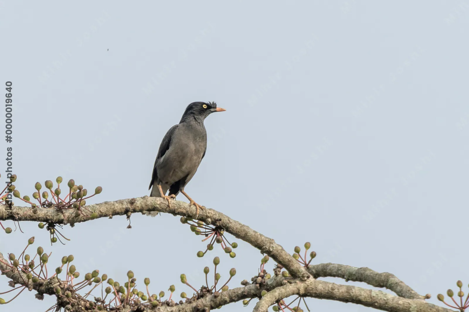 Jungle Myna perched on a tree branch against clear sky background in natural habitat in India.