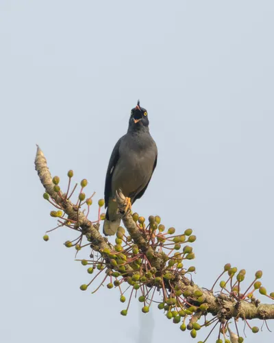 Jungle Myna perched on a tree branch against clear sky background in natural habitat in India.