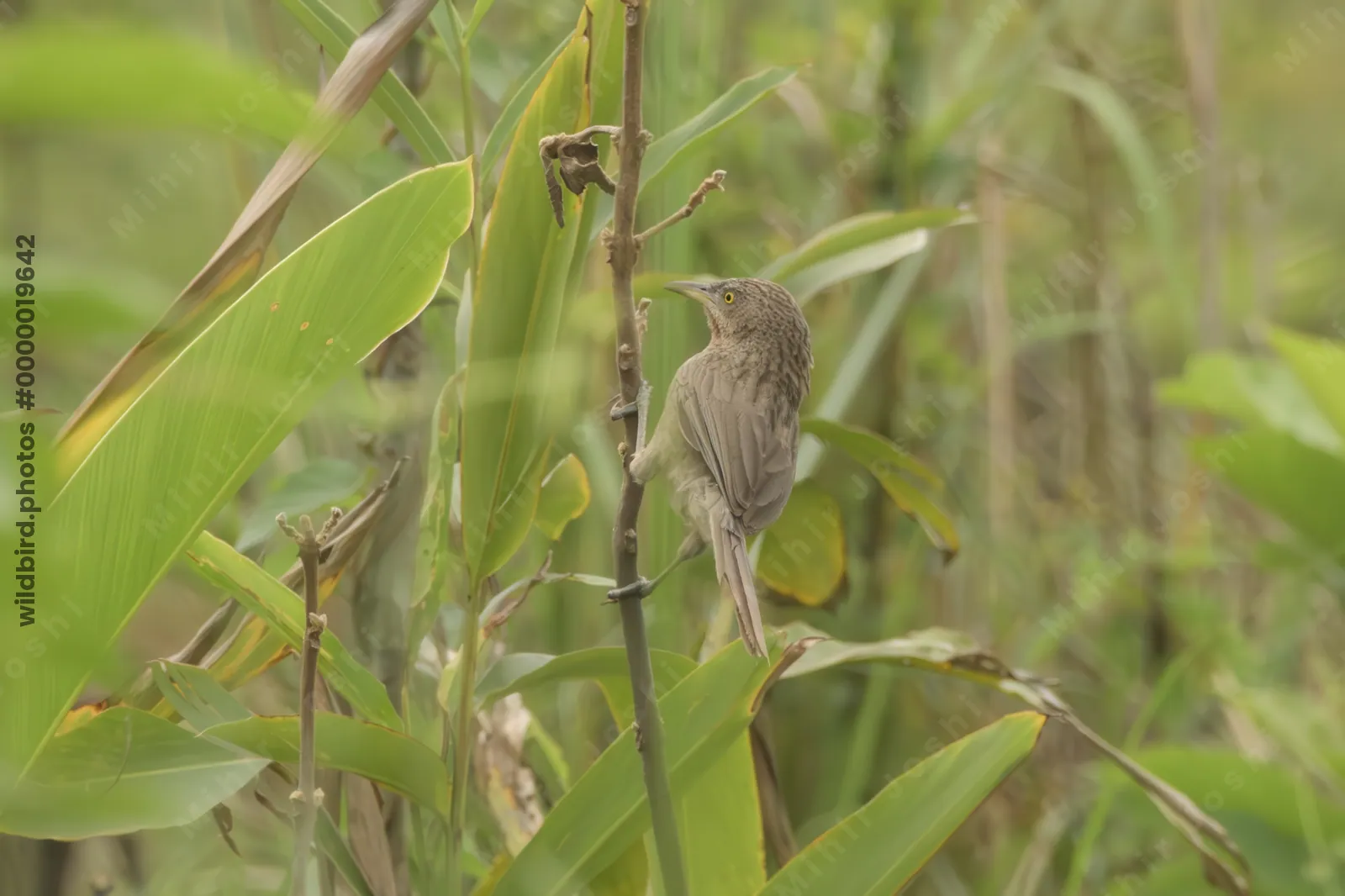 Striated Babbler perched on plant stem in dense vegetation in Manas National Park, Assam, India.