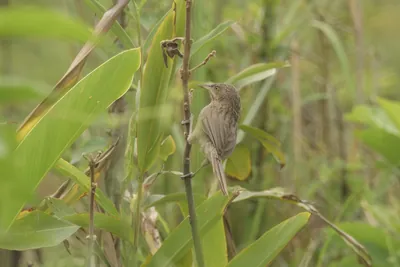 Striated Babbler perched on plant stem in dense vegetation in Manas National Park, Assam, India.