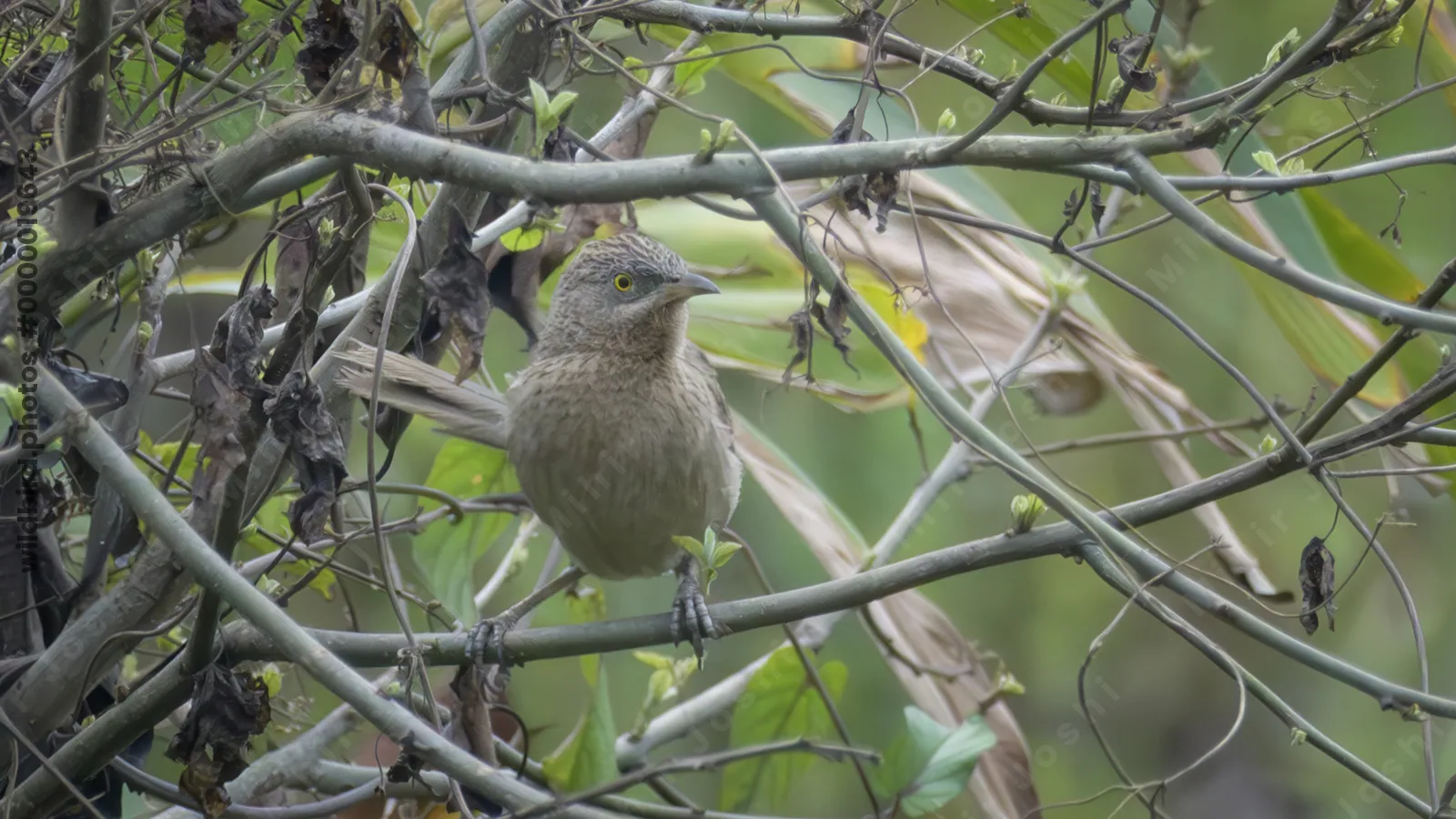 Striated Babbler perched on plant stem in dense vegetation in Manas National Park, Assam, India.