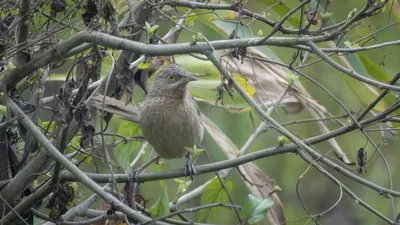 Striated Babbler perched on plant stem in dense vegetation in Manas National Park, Assam, India.