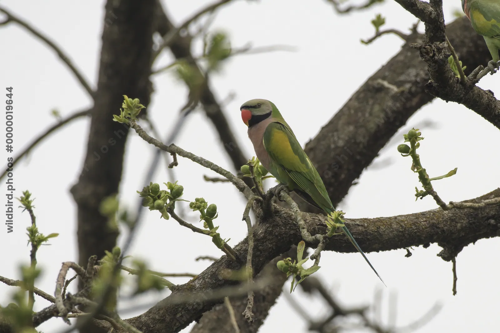 Red-breasted Parakeet Psittacula alexandri perched on tree branch in Manas National Park, Assam, India