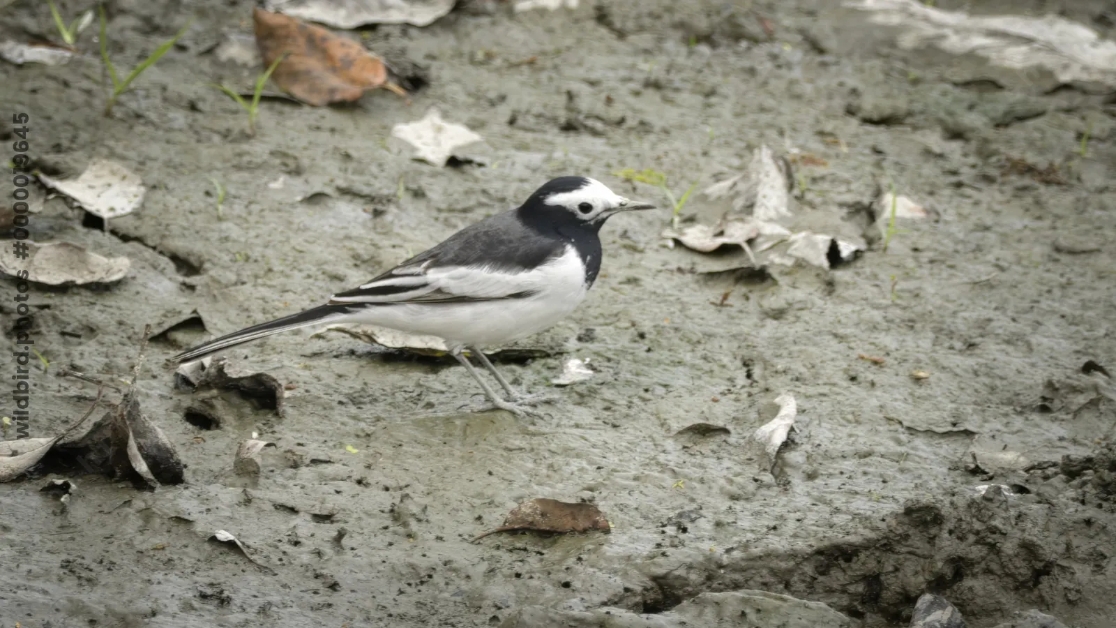 White Wagtail Motacilla alba on muddy ground in Manas National Park, Assam, India