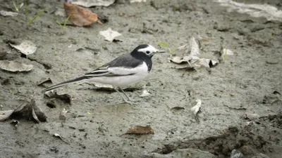 White Wagtail Motacilla alba on muddy ground in Manas National Park, Assam, India