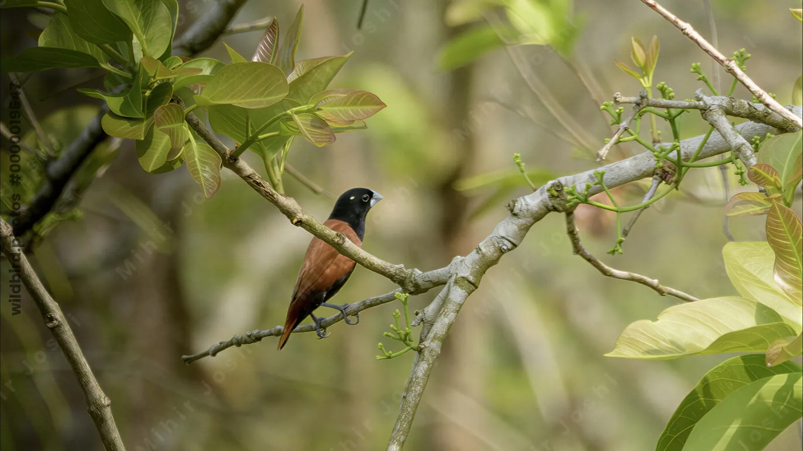 Chestnut Munia Lonchura atricapilla perched on branch at Manas National Park, Assam, India