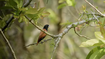 Chestnut Munia Lonchura atricapilla perched on branch at Manas National Park, Assam, India