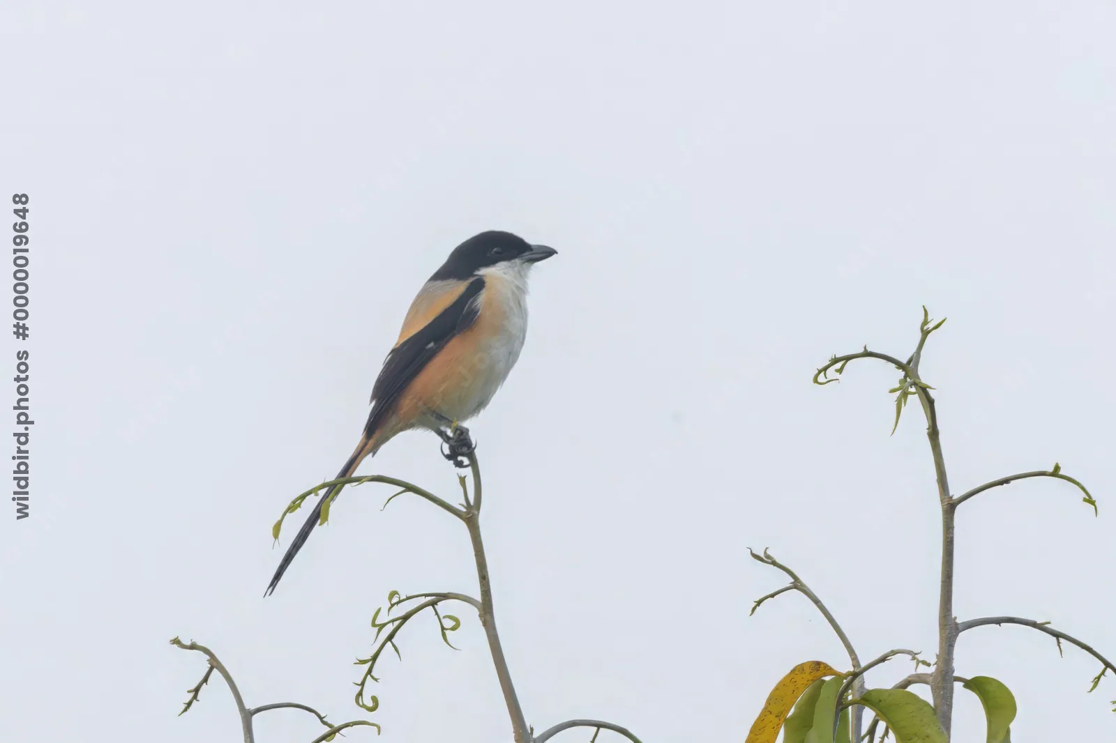 Long-tailed Shrike perched on twig against soft background at Manas National Park, Assam, India.