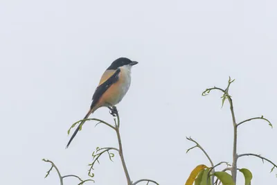 Long-tailed Shrike perched on twig against soft background at Manas National Park, Assam, India.