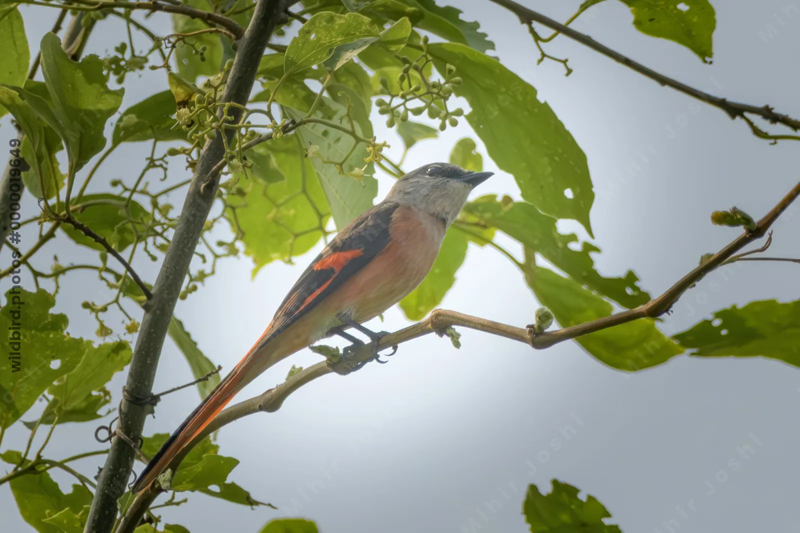 Male Rosy Minivet perched on branch in forest canopy at Manas National Park, Assam, India.