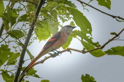 Male Rosy Minivet perched on branch in forest canopy at Manas National Park, Assam, India.