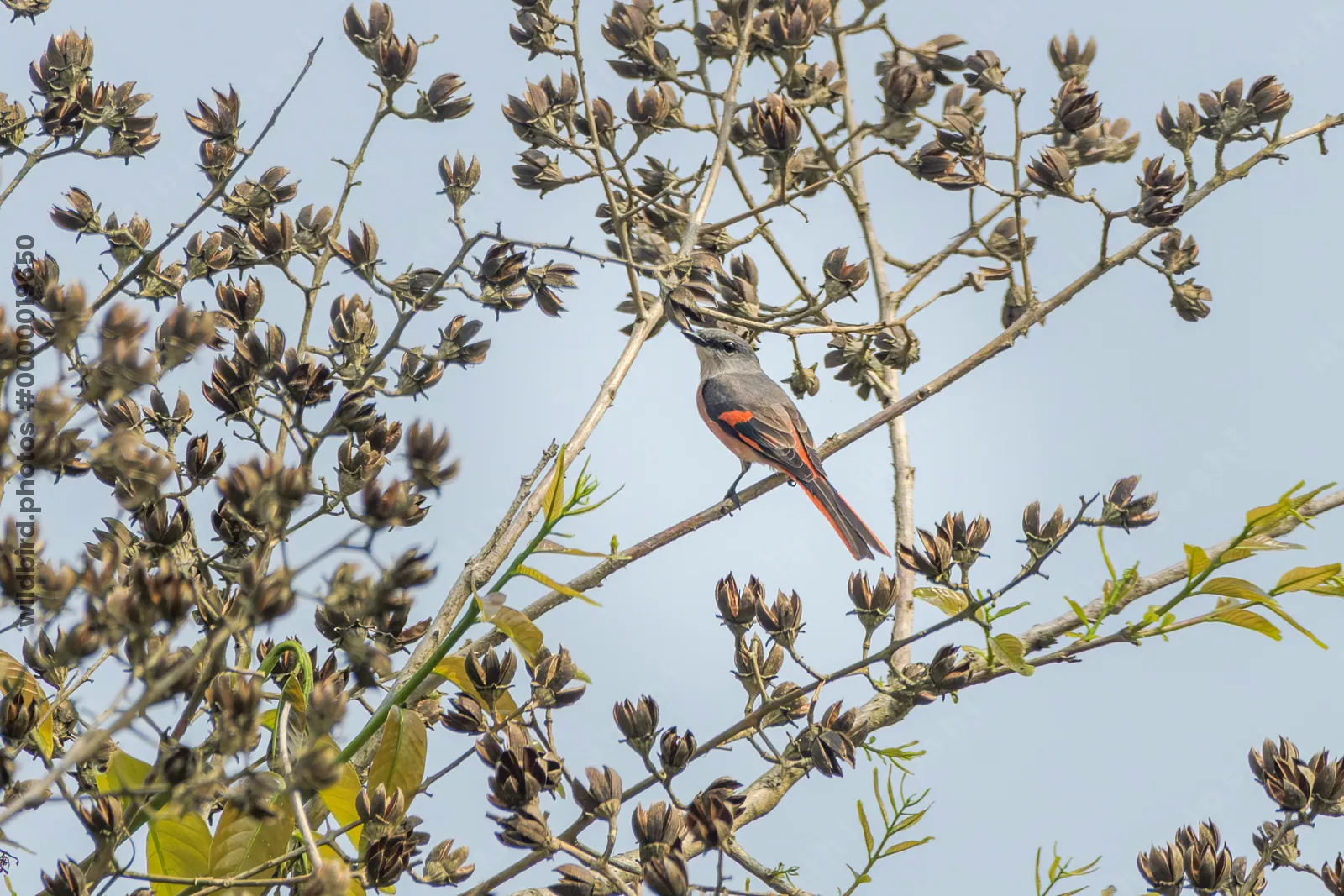 Male Rosy Minivet perched on branch in forest canopy at Manas National Park, Assam, India.