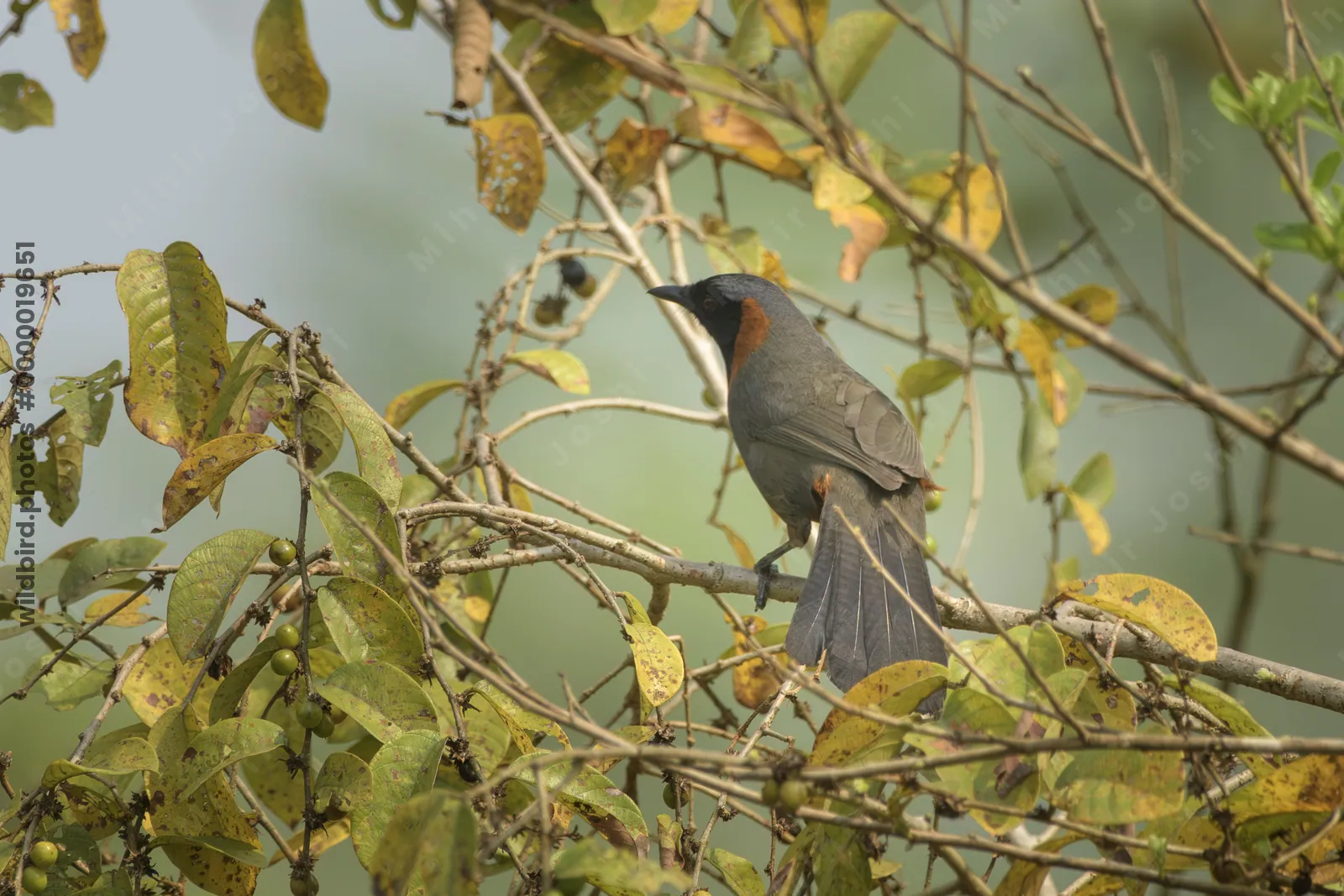 Rufous-necked Laughingthrush Garrulax ruficollis perched on branch at Manas National Park, Assam, India