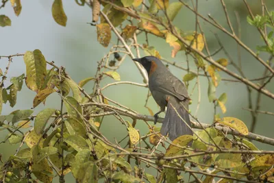 Rufous-necked Laughingthrush Garrulax ruficollis perched on branch at Manas National Park, Assam, India