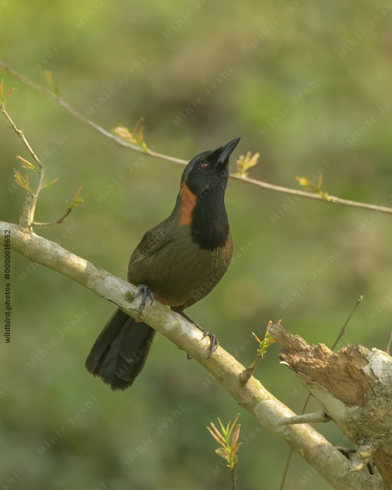 Rufous-necked Laughingthrush Garrulax ruficollis perched on branch at Manas National Park, Assam, India