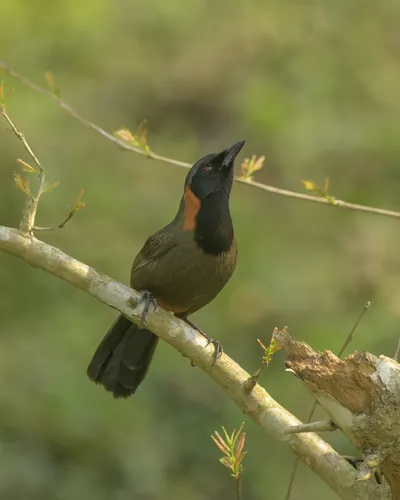 Rufous-necked Laughingthrush Garrulax ruficollis perched on branch at Manas National Park, Assam, India