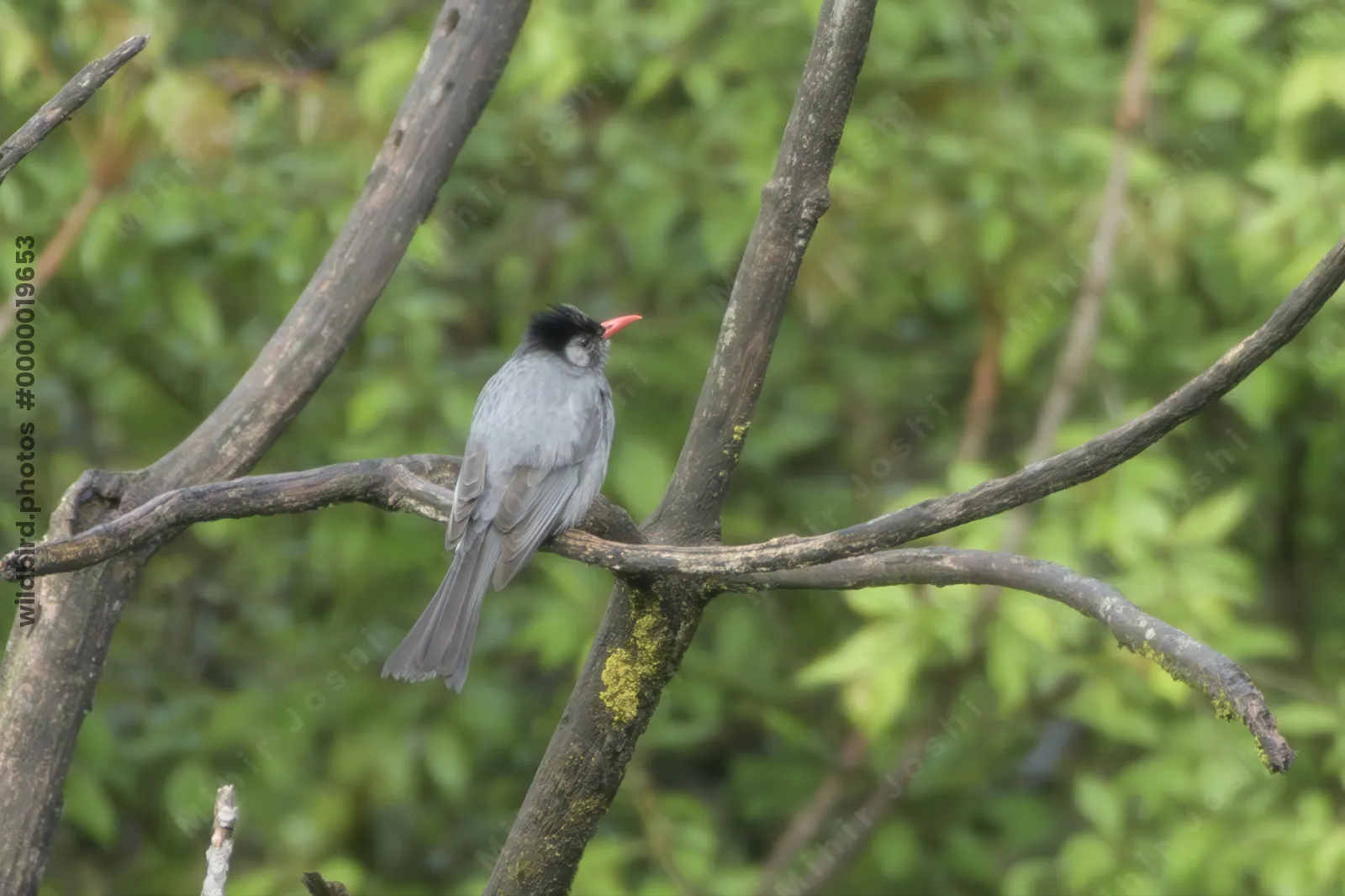 Himalayan Black Bulbul (Hypsipetes leucocephalus) perched on branch in forest habitat, India