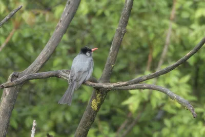 Himalayan Black Bulbul (Hypsipetes leucocephalus) perched on branch in forest habitat, India