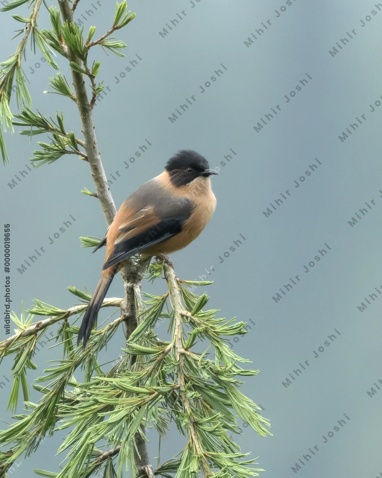 Rufous Sibia (Heterophasia capistrata, Leiothrichidae) in Janjehli, Himachal Pradesh, India