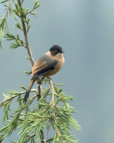 Rufous Sibia (Heterophasia capistrata, Leiothrichidae) in Janjehli, Himachal Pradesh, India