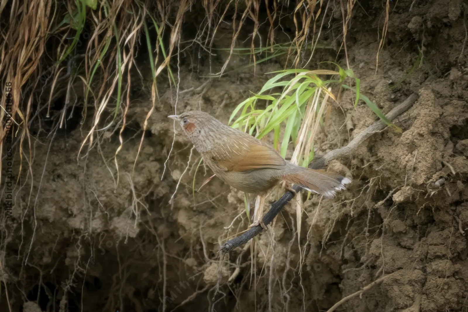 Streaked Laughingthrush (Trochalopteron lineatum, Leiothrichidae) in Janjehli, Himachal Pradesh, India
