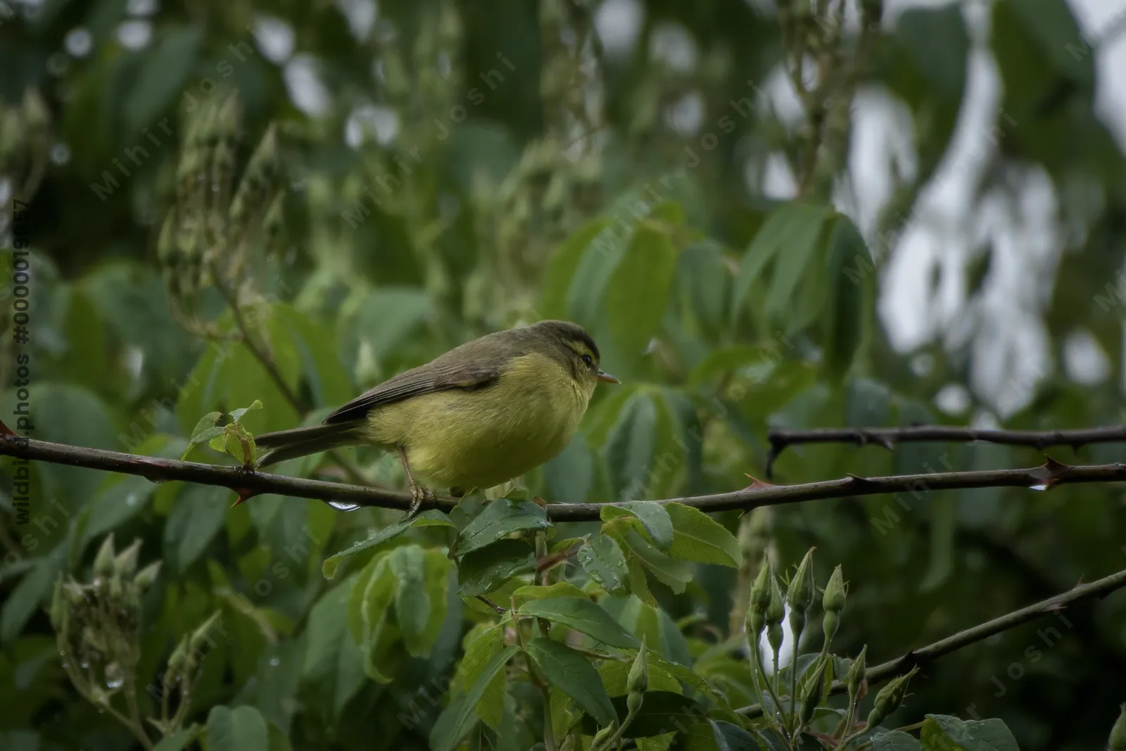 Tickell's Leaf Warbler (Phylloscopus affinis, Phylloscopidae) in Janjehli, Himachal Pradesh, India