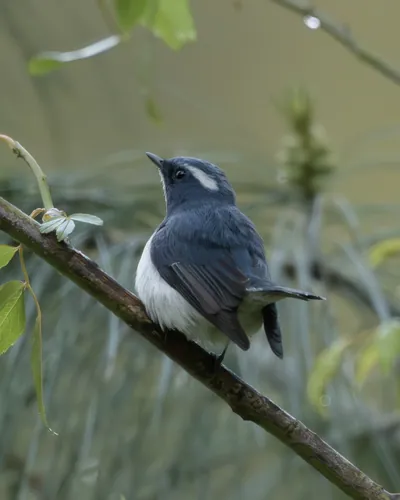 Ultramarine Flycatcher (Ficedula superciliaris, Muscicapidae) in Janjehli, Himachal Pradesh, India