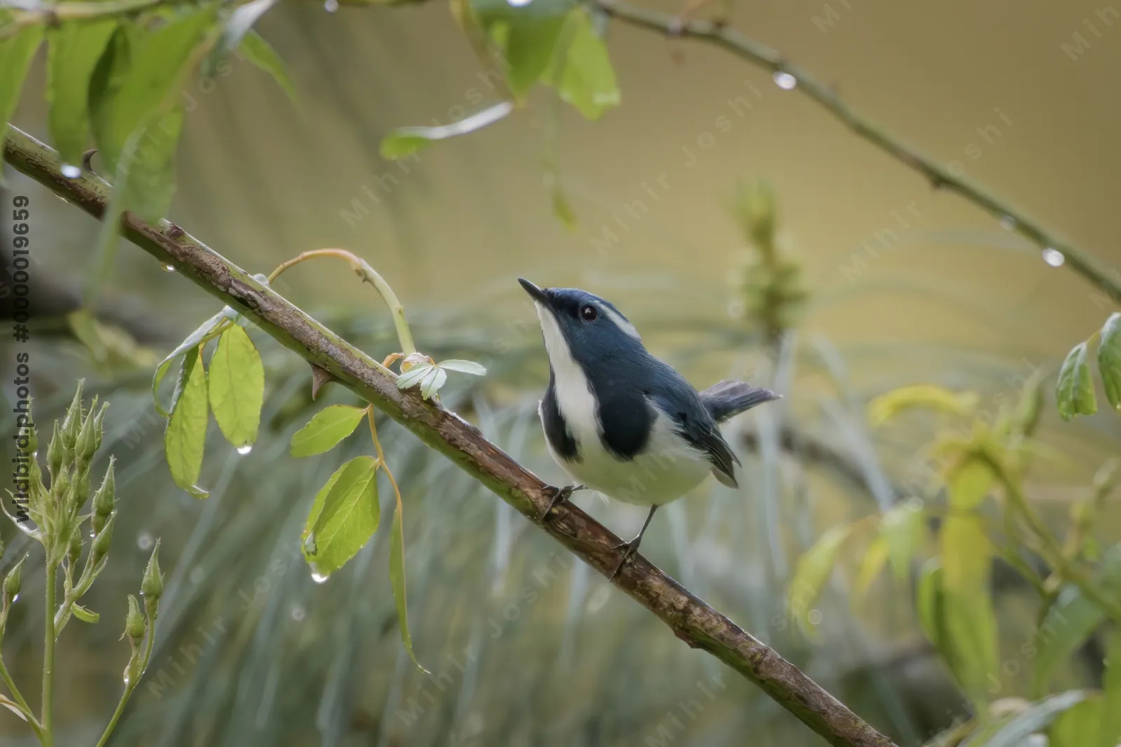 Ultramarine Flycatcher (Ficedula superciliaris, Muscicapidae) in Janjehli, Himachal Pradesh, India