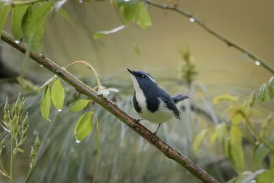 Ultramarine Flycatcher (Ficedula superciliaris, Muscicapidae) in Janjehli, Himachal Pradesh, India