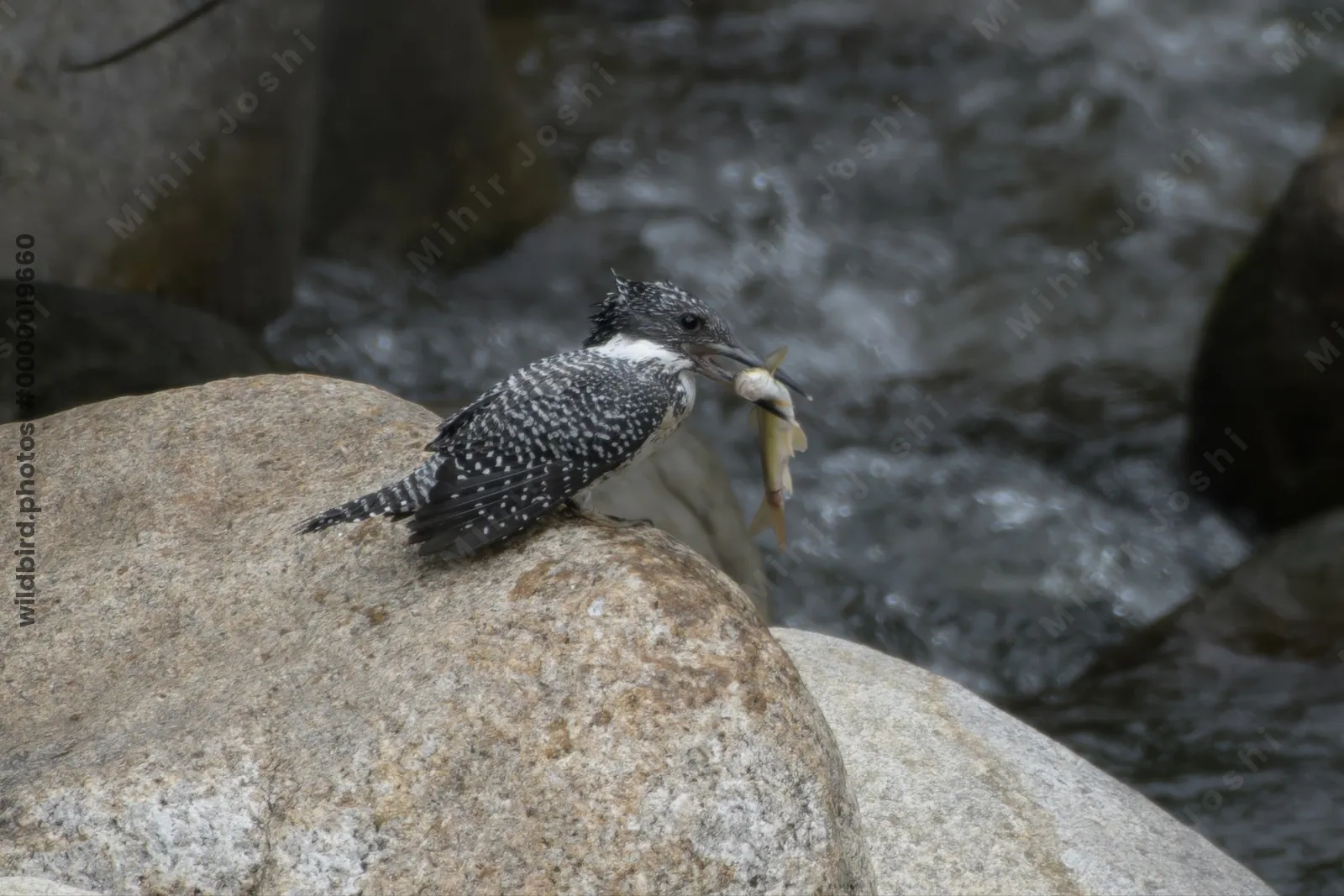 Crested Kingfisher (Megaceryle lugubris, Alcedinidae) with catch in Janjehli, Himachal Pradesh, India