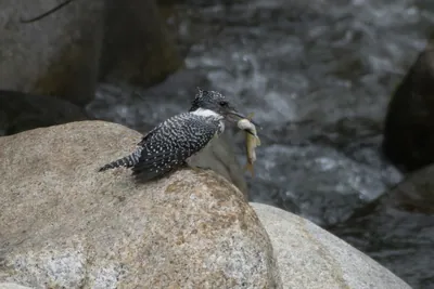 Kingfishers
