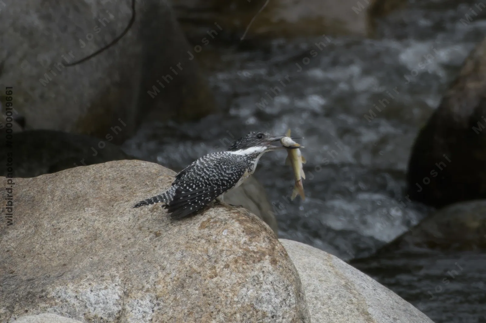 Crested Kingfisher (Megaceryle lugubris, Alcedinidae) with catch in Janjehli, Himachal Pradesh, India