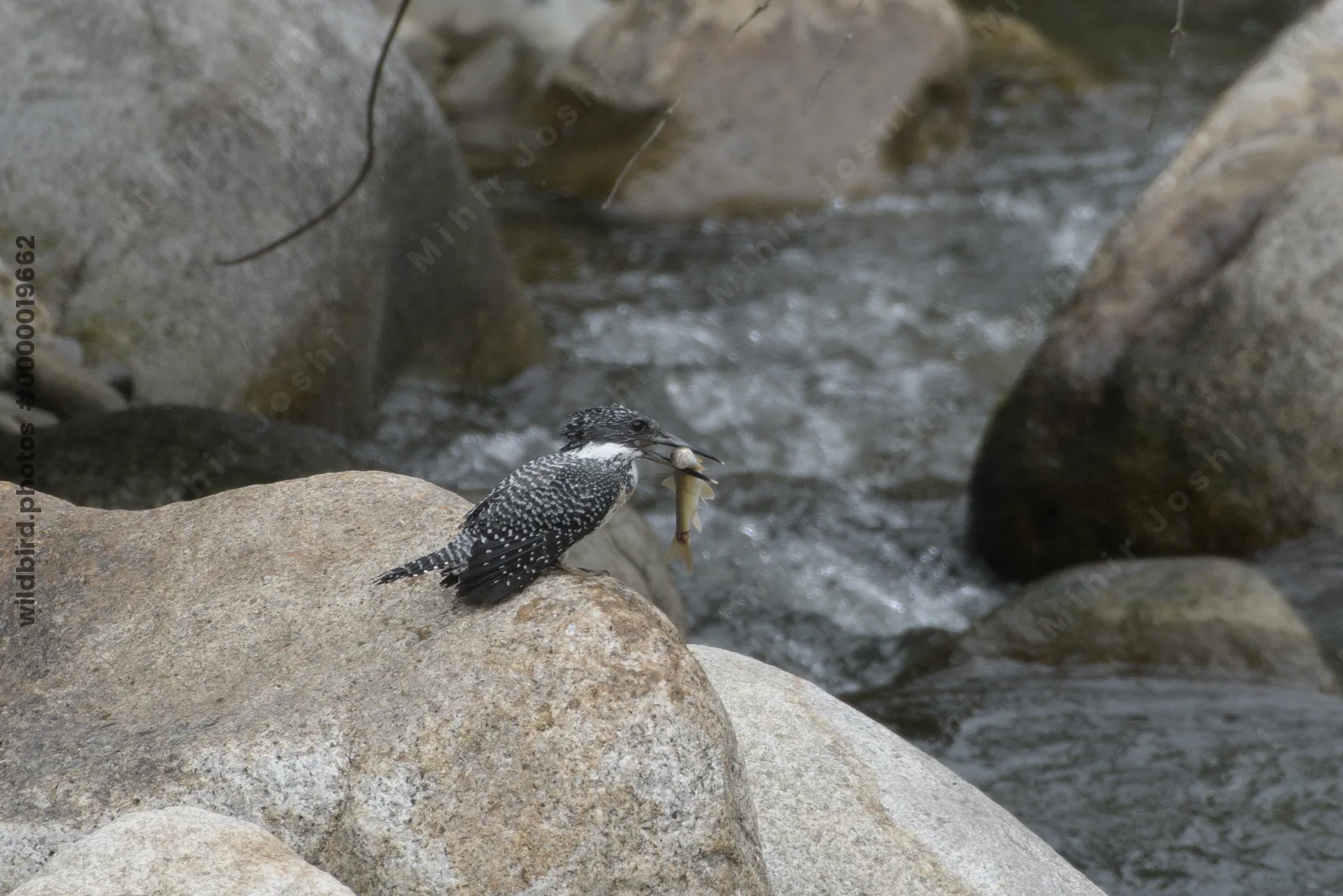 Crested Kingfisher (Megaceryle lugubris, Alcedinidae) with catch in Janjehli, Himachal Pradesh, India