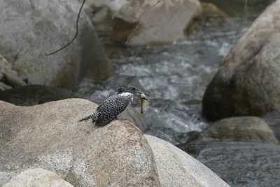 Crested Kingfisher (Megaceryle lugubris, Alcedinidae) with catch in Janjehli, Himachal Pradesh, India