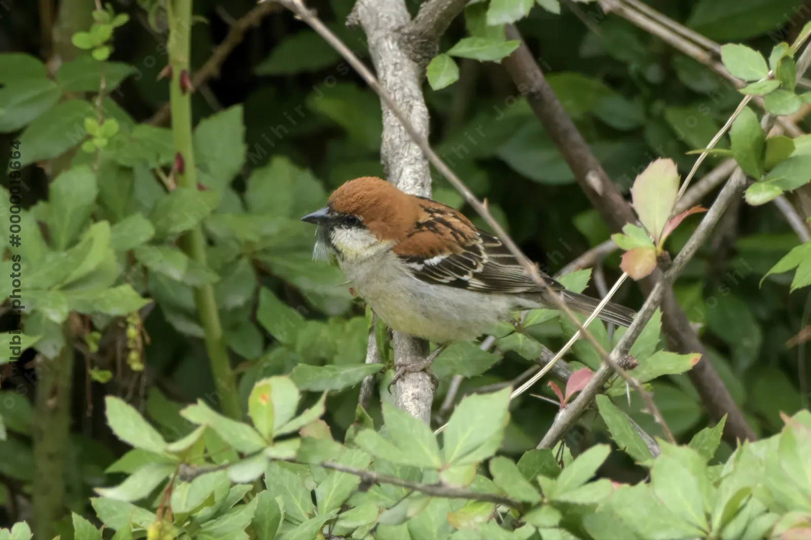 Russet Sparrow (Passer cinnamomeus, Passeridae) in Janjehli, Himachal Pradesh, India