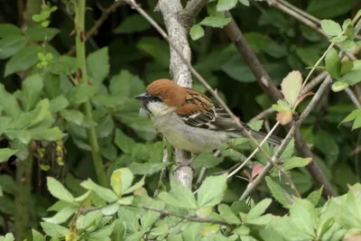 Russet Sparrow (Passer cinnamomeus, Passeridae) in Janjehli, Himachal Pradesh, India