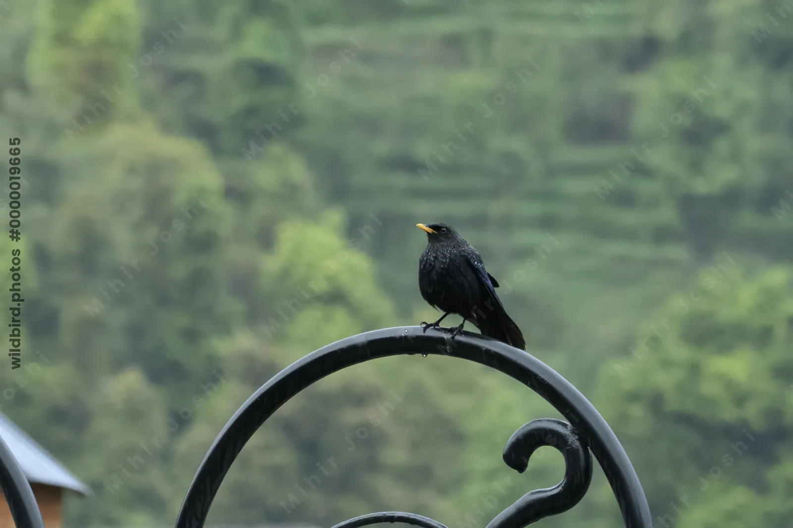Blue Whistling Thrush (Myophonus caeruleus, Muscicapidae) in Janjehli, Himachal Pradesh, India