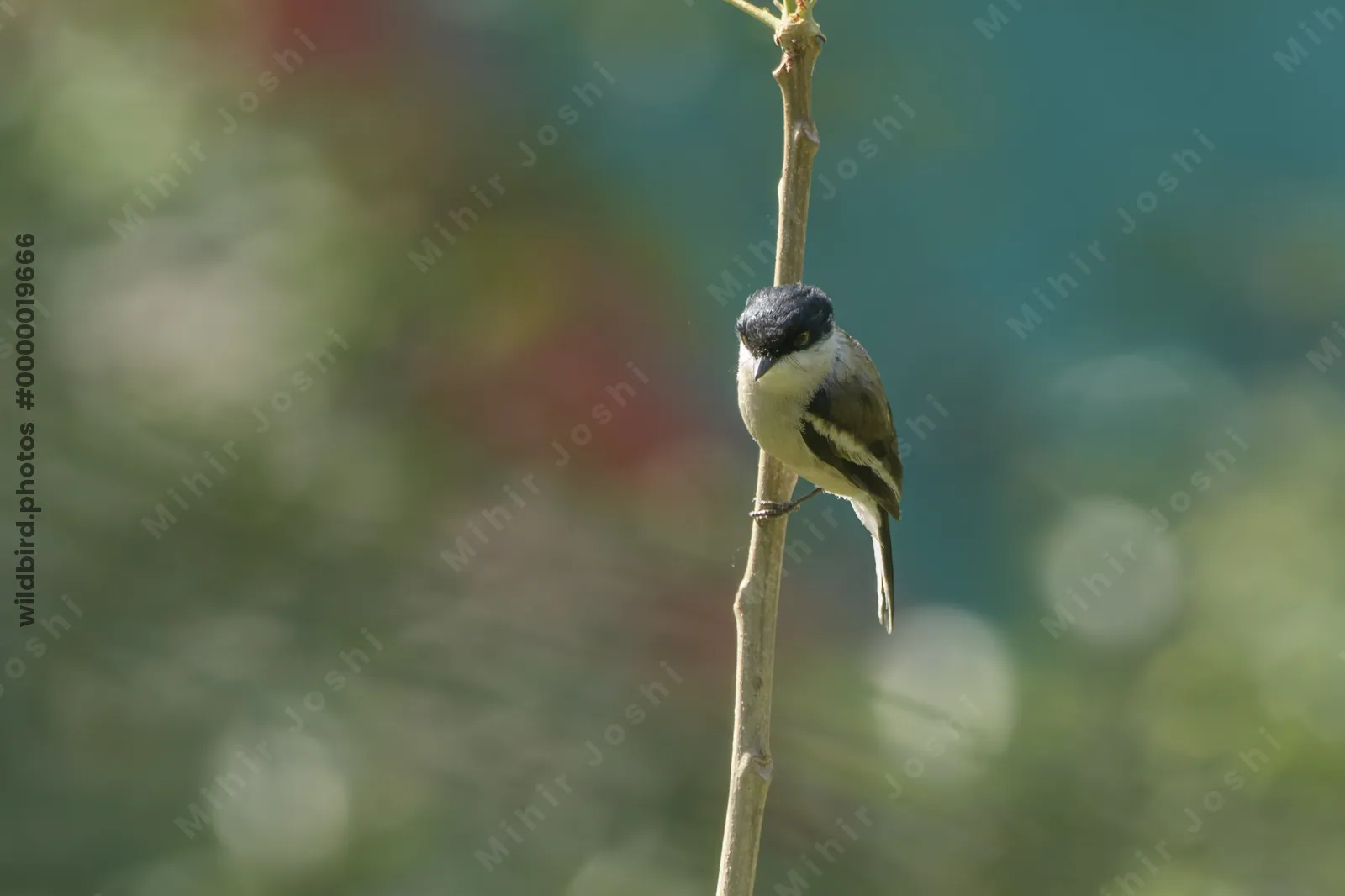 Bar-winged Flycatcher-shrike (Hemipus picatus, Campephagidae) in Janjehli, Himachal Pradesh, India