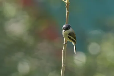 Bar-winged Flycatcher-shrike (Hemipus picatus, Campephagidae) in Janjehli, Himachal Pradesh, India