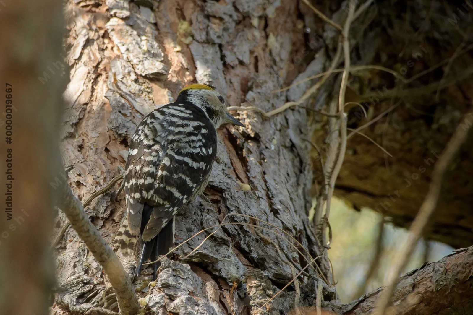 Brown-fronted Woodpecker (Dendrocoptes auriceps, Picidae) in Janjehli, Himachal Pradesh, India