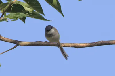 Grey-breasted Prinia (Prinia hodgsonii, Cisticolidae) in Janjehli, Himachal Pradesh, India