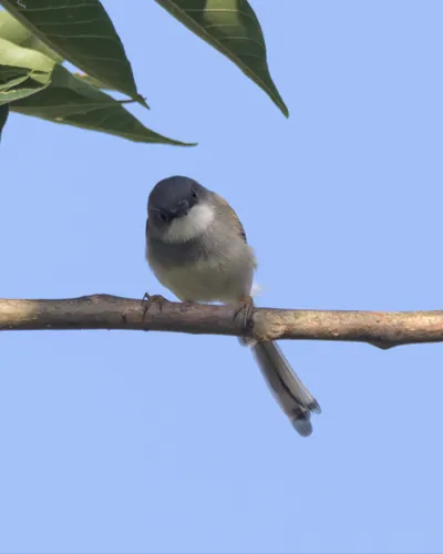 Grey-breasted Prinia (Prinia hodgsonii, Cisticolidae) in Janjehli, Himachal Pradesh, India