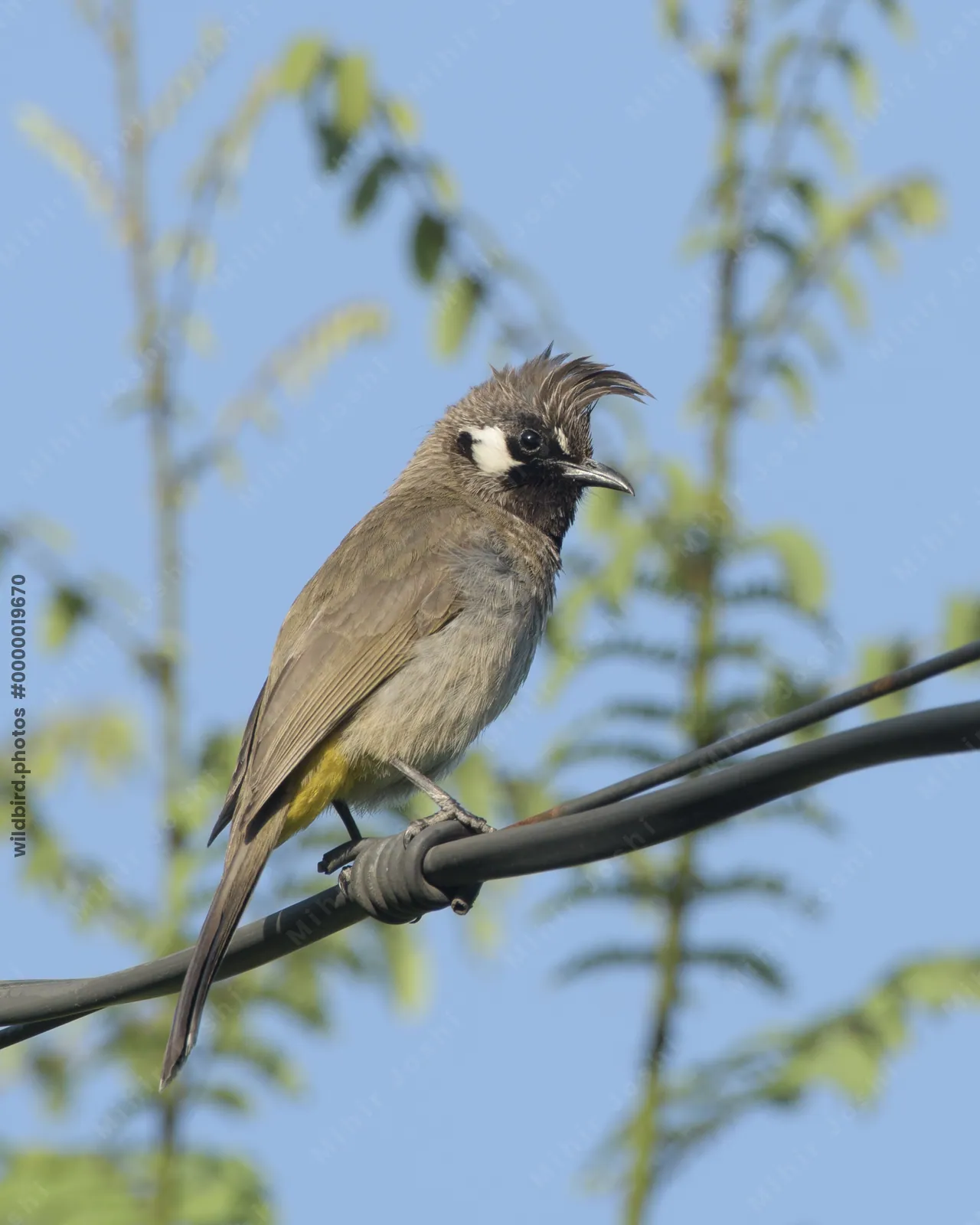 Himalayan Bulbul (Pycnonotus leucogenys, Pycnonotidae) in Janjehli, Himachal Pradesh, India