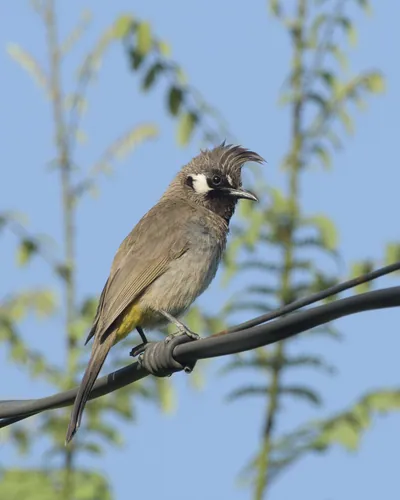 Himalayan Bulbul (Pycnonotus leucogenys, Pycnonotidae) in Janjehli, Himachal Pradesh, India