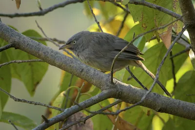 Jungle Babbler (Argya striata, Leiothrichidae) perched on branch in India