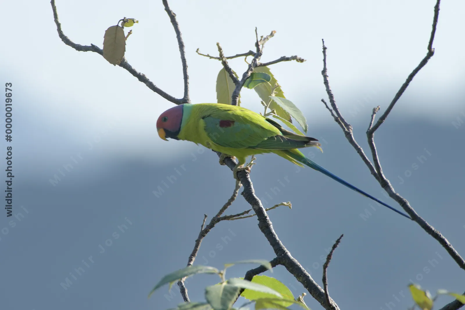Plum-headed Parakeet (Psittacula cyanocephala, Psittaculidae) perched on branch, Janjehli, Himachal Pradesh, India