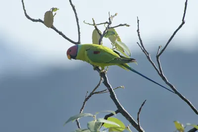 Plum-headed Parakeet (Psittacula cyanocephala, Psittaculidae) perched on branch, Janjehli, Himachal Pradesh, India