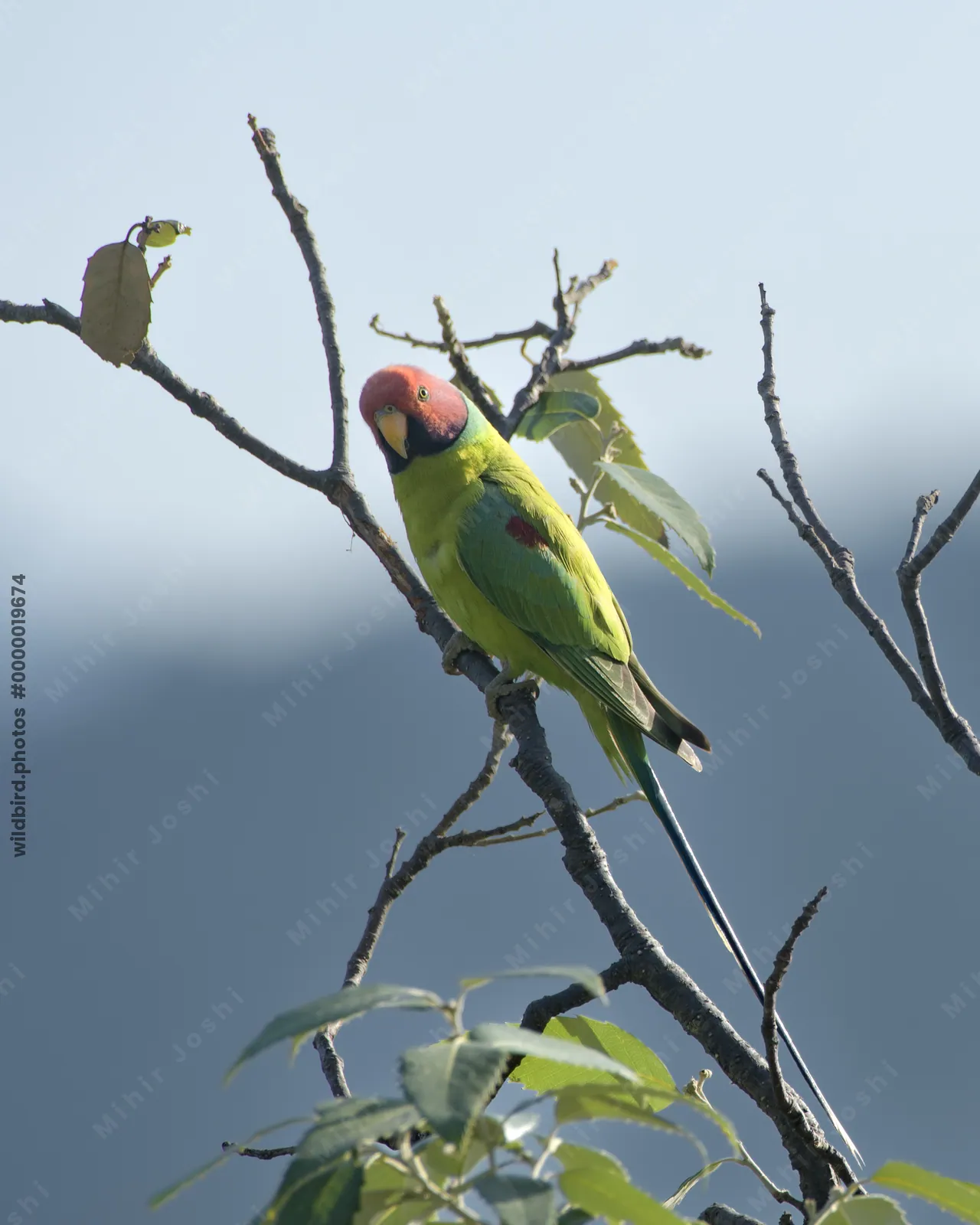 Plum-headed Parakeet (Psittacula cyanocephala, Psittaculidae) perched on branch, Janjehli, Himachal Pradesh, India