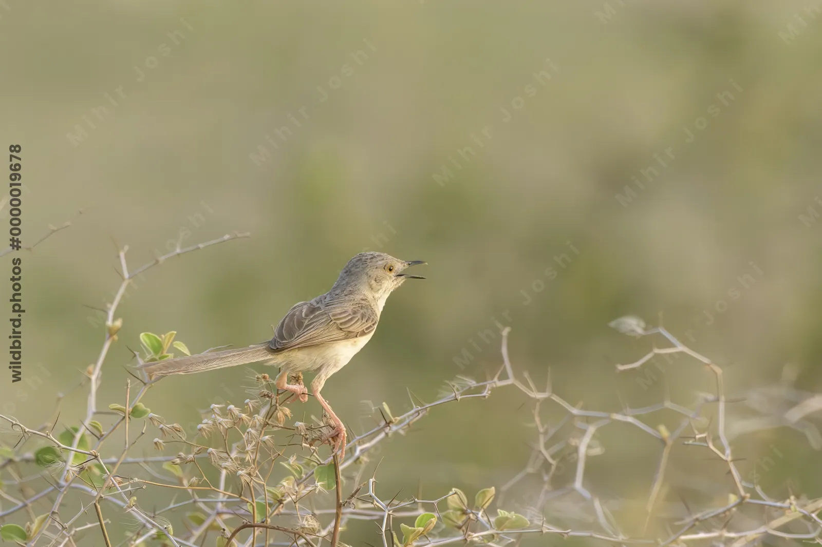 Delicate Prinia Prinia lepida perched on thorny shrub and calling at Nalsarovar, Gujarat, India.